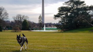 The Bidens' rescue dog Major in Washington, D.C.