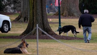 First dogs Champ and Major Biden are seen on the South Lawn of the White House in Washington, DC, on January 25, 2021.