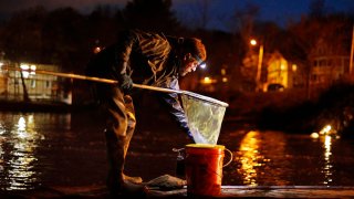 FILE - In this April 16, 2020 file photo, John Golding of Freeport, Maine, looks inside his dip net while fishing for baby eels in Yarmouth, Maine. The state's baby eel fishermen are hopeful for a more stable year in 2021 after the pandemic disrupted the worldwide economy last year.