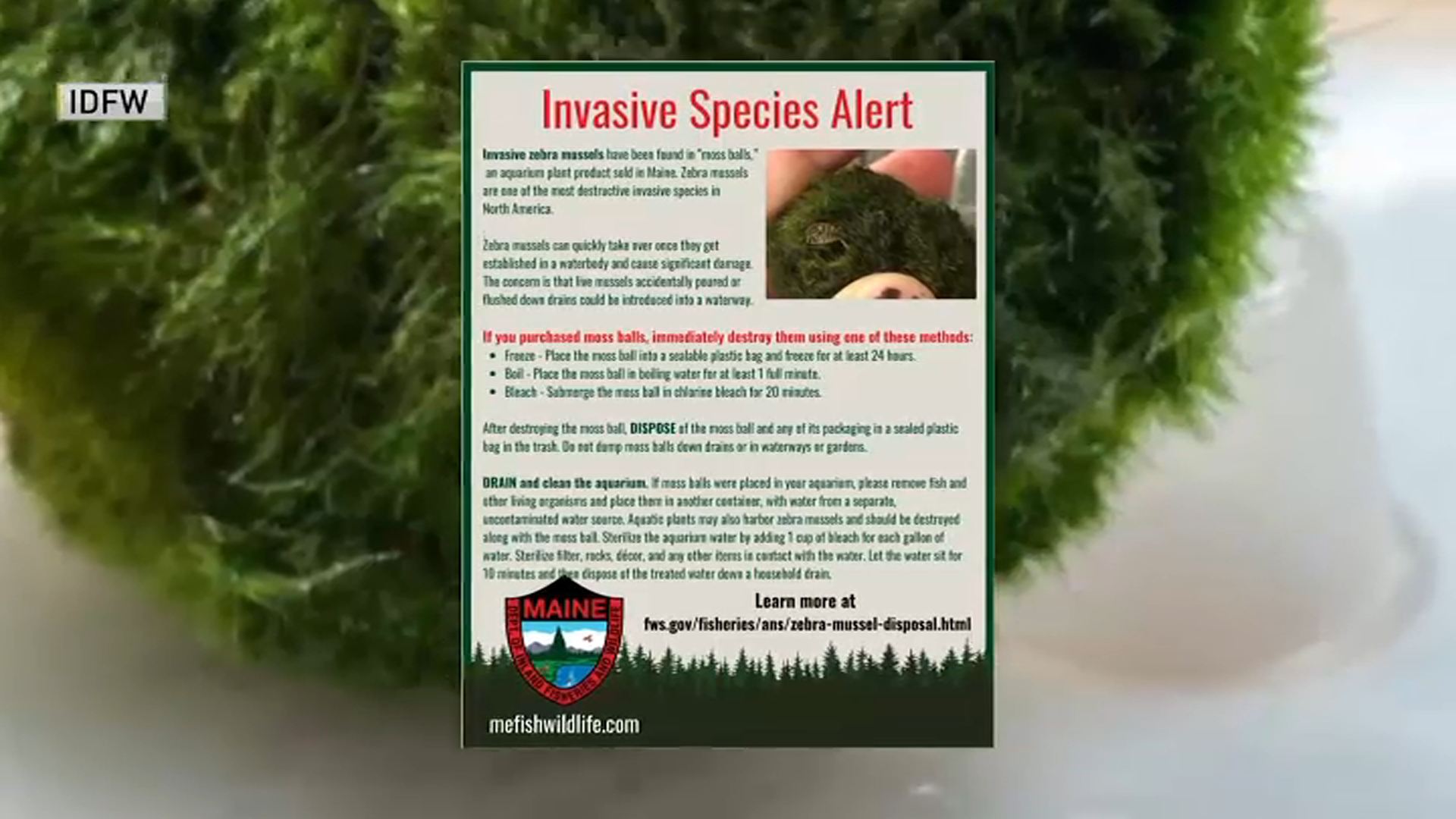 Pest alert: Invasive zebra mussels arrive in Oregon in moss balls sold  for aquariums
