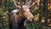 CT Drivers Being Advised to Watch Out for Moose After Recent Sightings