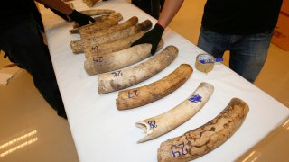 Forensic officers inspect ivory seized at the customs department in the Suvarnabhumi International Airport in Bangkok, Thailand, Friday, Sept. 22, 2017. Thai authorities have seized a full elephant tusk and 28 tusk fragments originating from Africa worth over 4 million baht ($120,000). The ivory was hidden in a shipment from Republic of Congo and transited through Addis Ababa, Ethiopia to Thailand.