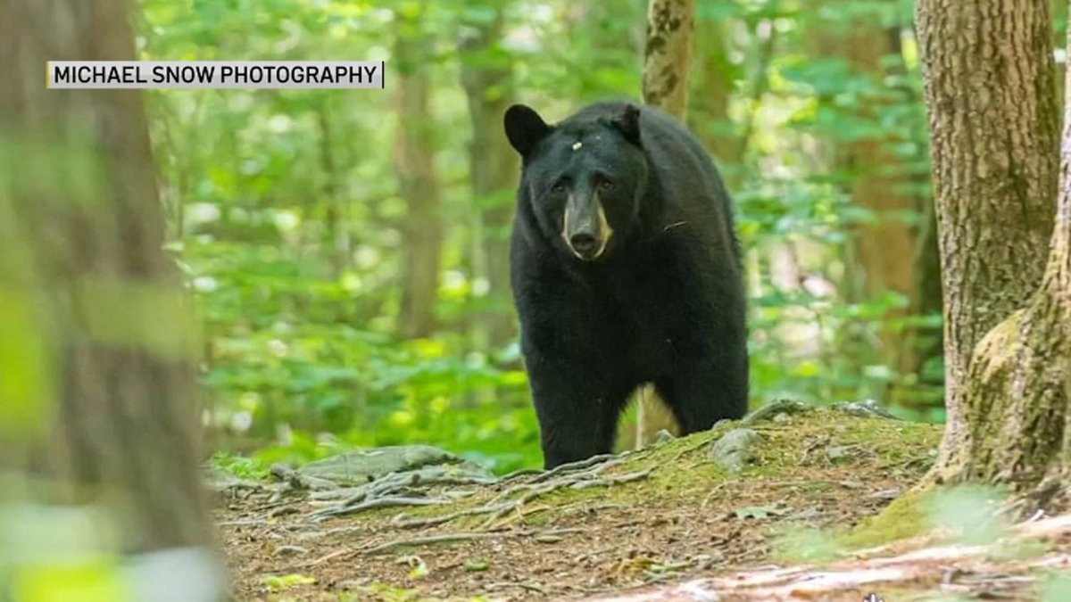 Black Bear Continues Journey Across South Shore of Mass. NECN