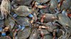 Blue Crabs Now Migrating to Maine From Chesapeake Bay