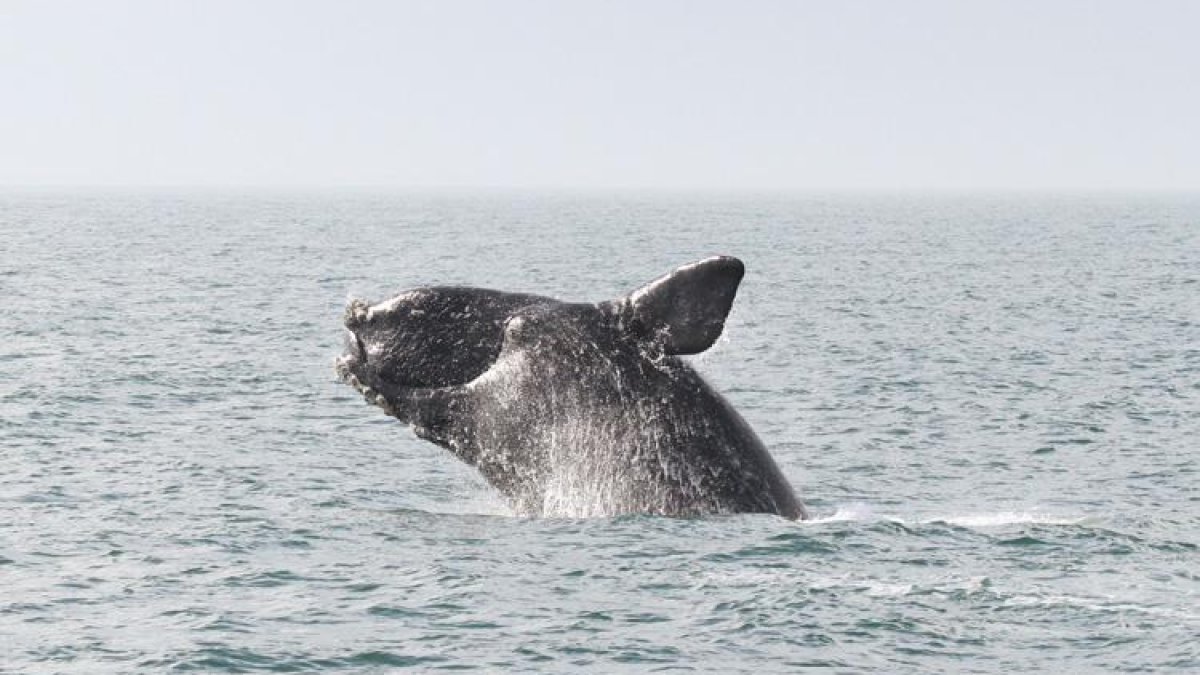 Right whale is found entangled off New England in a devastating year ...