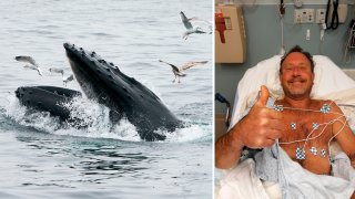 This May 10, 2018, file photo at left shows a humpback whale feeding near Gloucester, Massachusetts. At right is Michael Packard, a lobster diver who says he was swallowed into a humpback's mouth off Cape Cod.