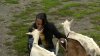 Mass. Says Woman Must Slaughter Her Pet Goats