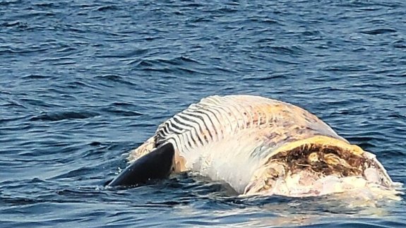 Porbeagle Shark or Great White Shark Spotted Feeding on Whale in Maine ...