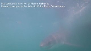A white shark chases an underwater camera off Cape Cod, Massachusetts