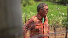 Ray Hannigan stands in Green and Red Vineyards in St. Helena. The winery is using sunscreen to protect the grape harvest against excessive heat. 