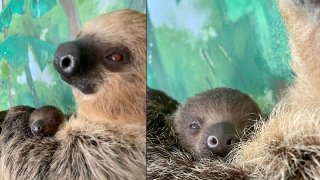 A baby sloth and its mother at the Stone Zoo in Stoneham, Massachusetts