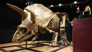 Auction officer Violette Stcherbatcheff gestures next to the world's biggest triceratops skeleton,