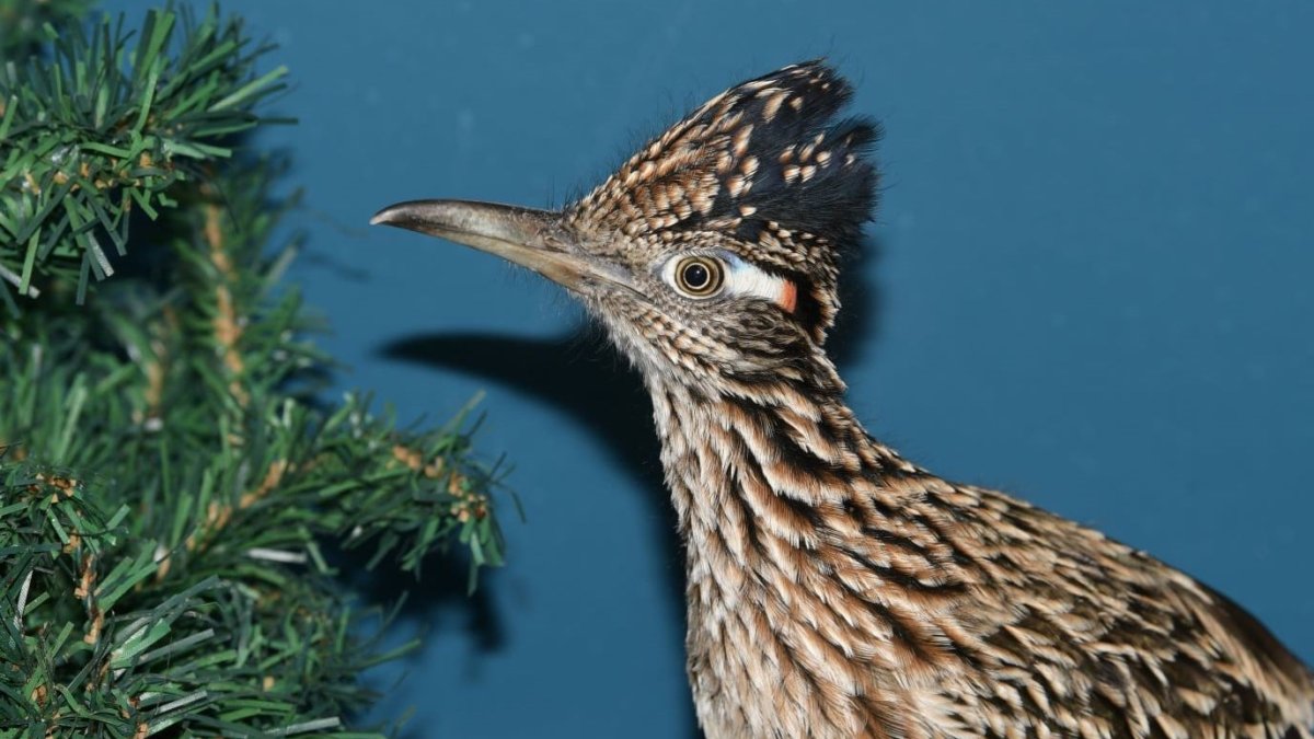 Roadrunner Found in Maine After Hitching Ride From Las Vegas – NECN