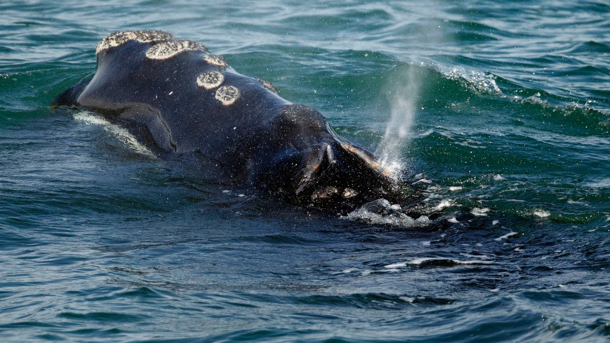 North Atlantic Right Whale Updates