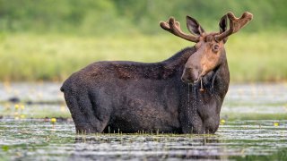 A file photo of a moose in Maine