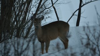 White tailed deer standing in the woods in the snow in rural Vermont