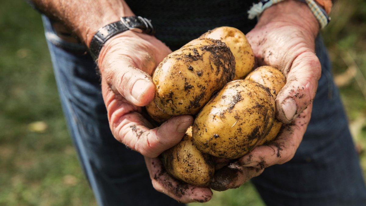 UMaine Develops Climate Change Resistant Potatoes - NECN