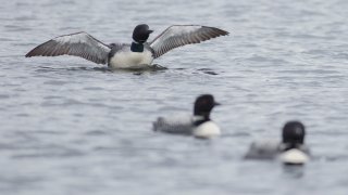 This file photo shows loons on Crescent Lake in Raymond, Maine during a counting session organized by Maine Audubon.