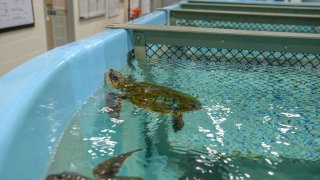 A rescued sea turtle at the New England Aquarium's Sea Turtle Hospital in Quincy, Massachusetts.