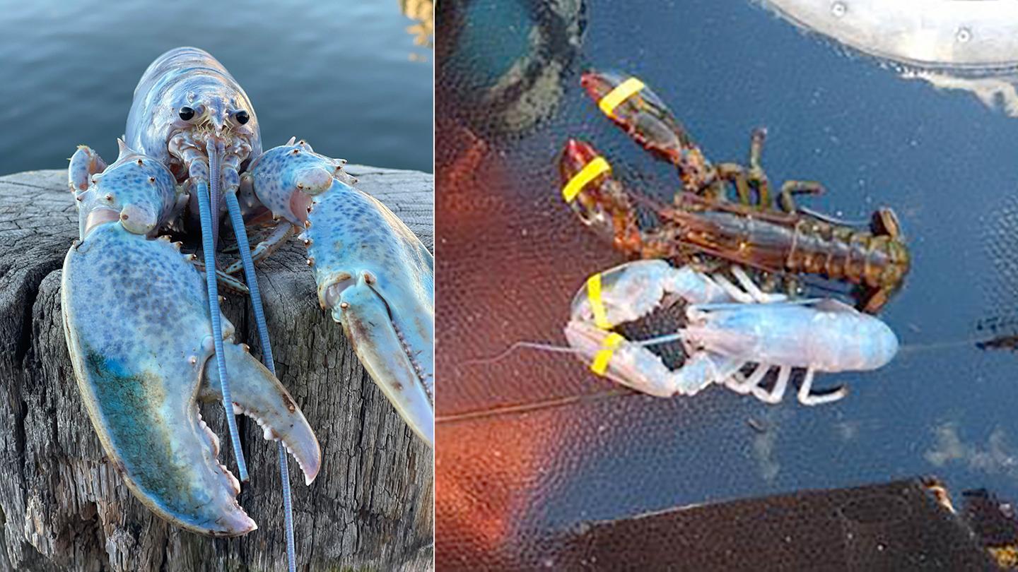 Rare 'cotton candy lobster' seeks home after rescue by Maine fisherman, Maine