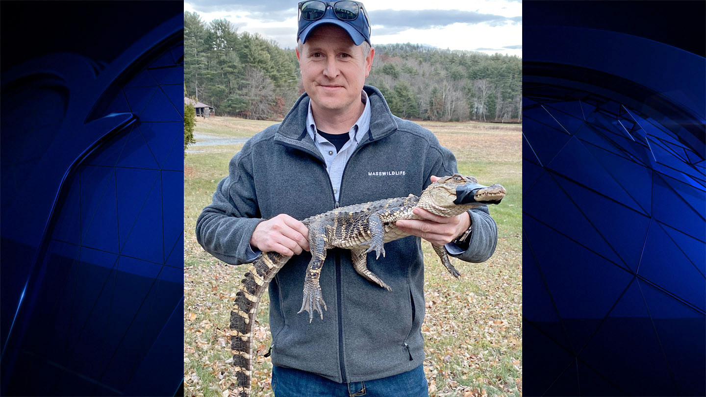 How a 3-Foot Alligator Was Found in a Mass. River