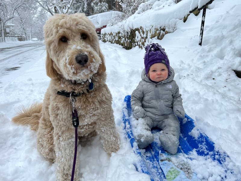 Snow Dogs: Pups Prance in First Major Snowfall of the Year