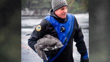 This photo provided by Michelle Handley, Bill Hanson of the Biodiversity Research Institute holds a loon after the bird was rescued from Sand Pond in the Tacoma Lakes on Sunday, Jan. 2, 2022, in Monmouth, Maine.