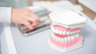 Dentist hand holding teeth model