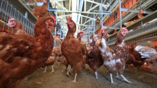 chickens roam about a cage-free aviary system barn