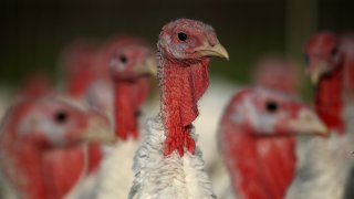 Turkeys Raised On California Farm