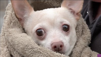 Vermont Dog Owner Reports Fending Off Bobcat to Save Pet Chihuahua – NECN