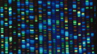 This undated image made available by the National Human Genome Research Institute shows the output from a DNA sequencer. In research published in the journal Science on Thursday, March 31, 2022, scientists announced they have finally assembled the full genetic blueprint for human life, adding the missing pieces to a puzzle nearly completed two decades ago. An international team described the sequencing of a complete human genome, the set of instructions to build a human being.