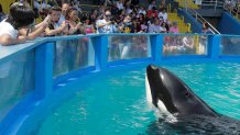 The audience at the Miami Seaquarium watching Lolita the killer whale at its 40th anniversary performance. (Photo by: Jeff Greenberg/Universal Images Group via Getty Images)