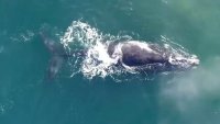 Fishing Restricted Off Mass. to Protect Right Whales