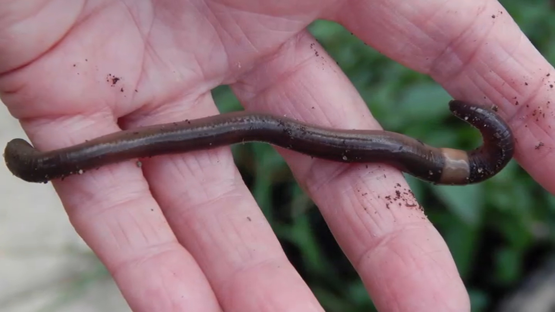 Invasive 'Jumping Worms' Threaten Trees in Maine and Elsewhere – NECN