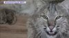Vermont Man Recounts Run-In With Rabid Bobcat