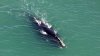 Rare Right Whale Sightings Reported Along New England Shoreline