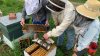 Vt. Beekeepers Bounce Back After Destructive Driver Kills 150,000+ Bees