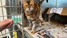 Shakira, a rare Bengal kitten brought to The MSPCA-Angell in Boston with hip injuries, recovering from surgery.