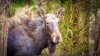 Maine Moose Survey Finds Record High Death Rate From Ticks
