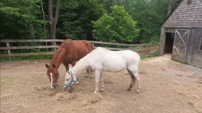 Horses, Other Animals Seized During Vermont Cruelty Investigation – NECN