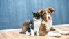 Clear The Shelters 2022: What to Know to Adopt and Donate