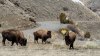 Bison Gores Colorado Man After Charging Family Visiting Yellowstone National Park