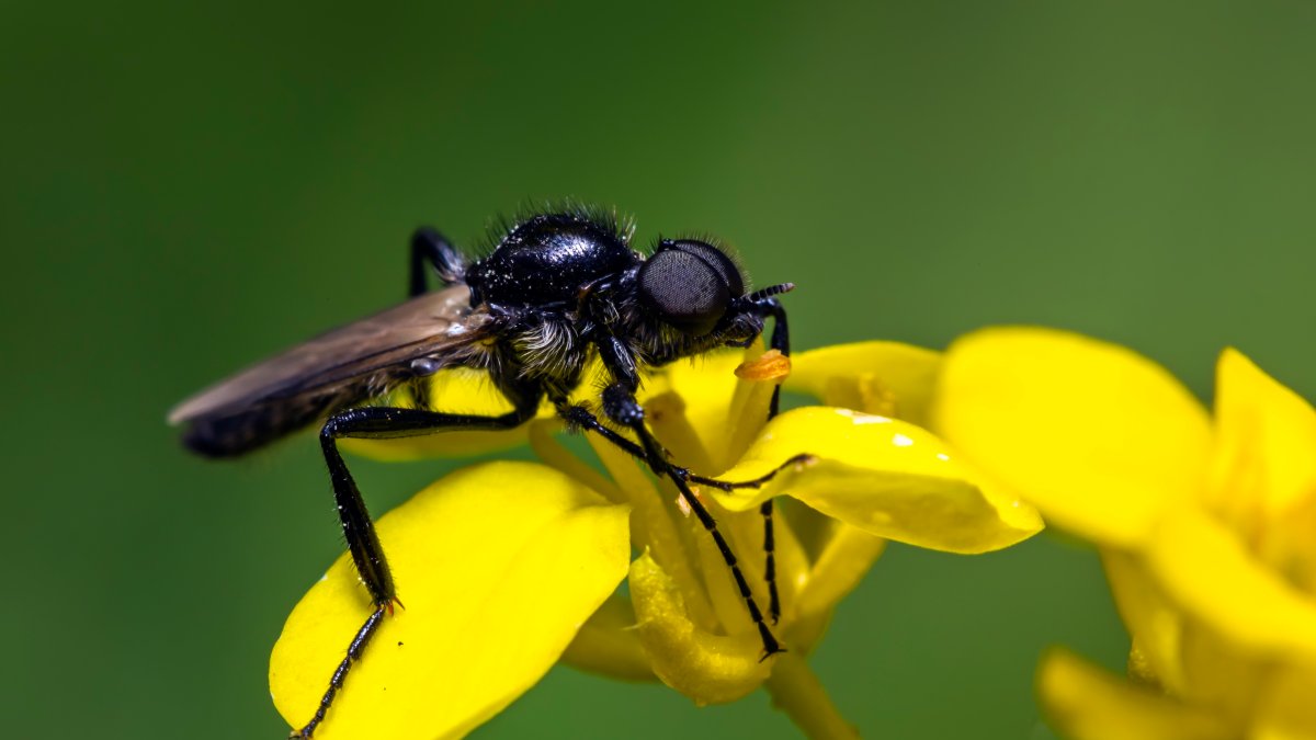 Maine’s Black Fly Lengthens With Climate Change, Clean Water NECN