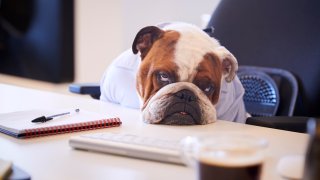 A bulldog in the office