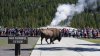 2nd Yellowstone Visitor Gored By Bison This Week