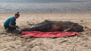 A whale is being assessed after it was stranded on beach