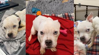Three images of an emaciated pit bull puppy recovering at a Boston animal shelter after being abandoned.