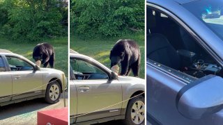 Police in Jackson, New Hampshire, shared these images of the aftermath of a bear stealing food from a car and eating it.