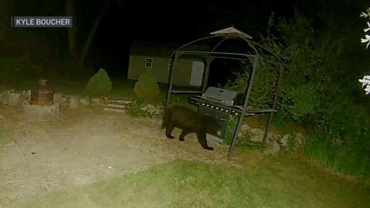 Brockton, Mass: Officials Warn Public Of Bear Sighting – Necn